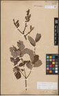 Foto von Salix cinerea L.